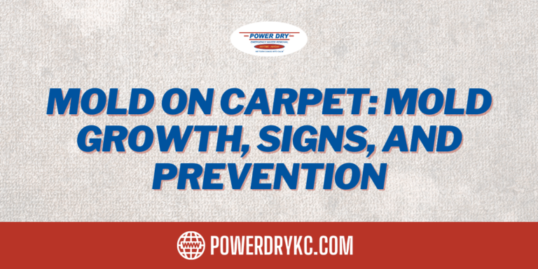 Mold on Carpet: Mold Growth, Signs, and Prevention