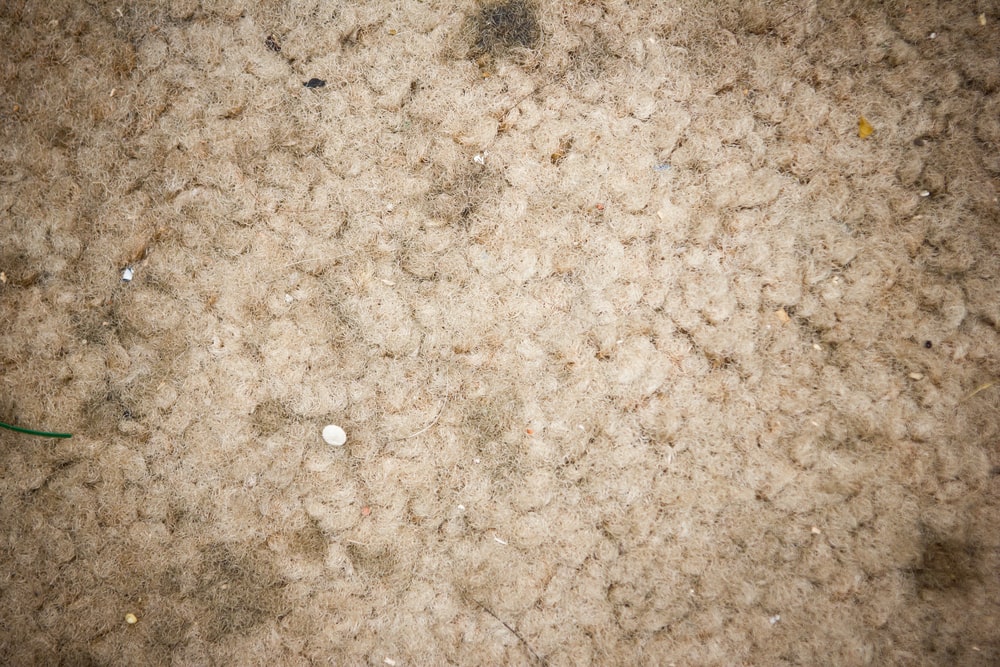 MOLD ON CARPET: MOLD GROWTH, SIGNS, AND PREVENTION
