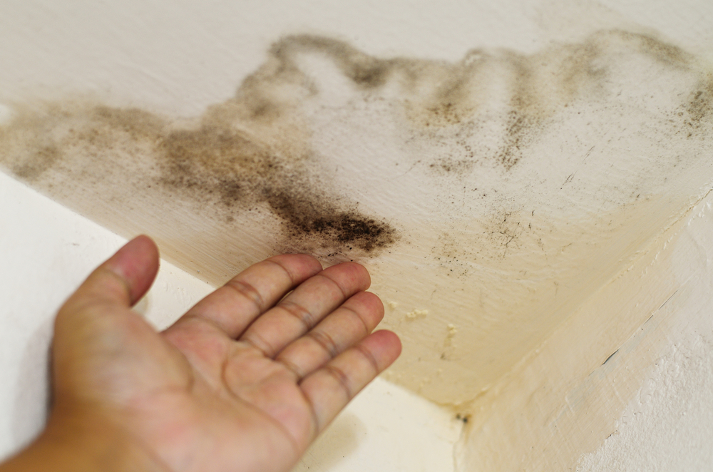 Prior Knowledge You Need to Have about Black Mold Test