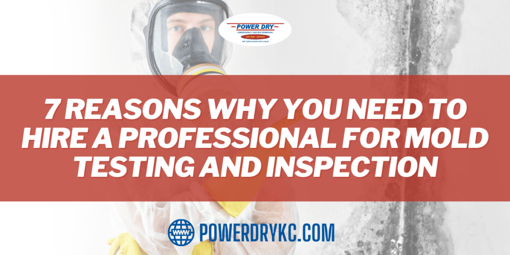 7 Reasons Why You Need to Hire a Professional For Mold Testing and Inspection